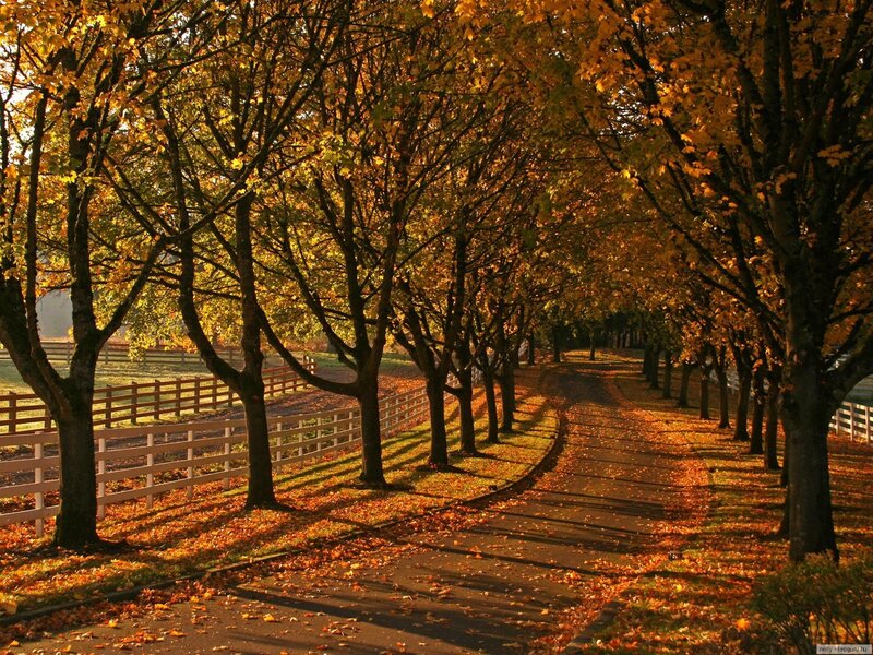 Autumn Tree-lined Path — Yellow