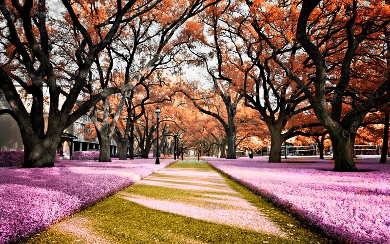 Autumn tree-lined pathway