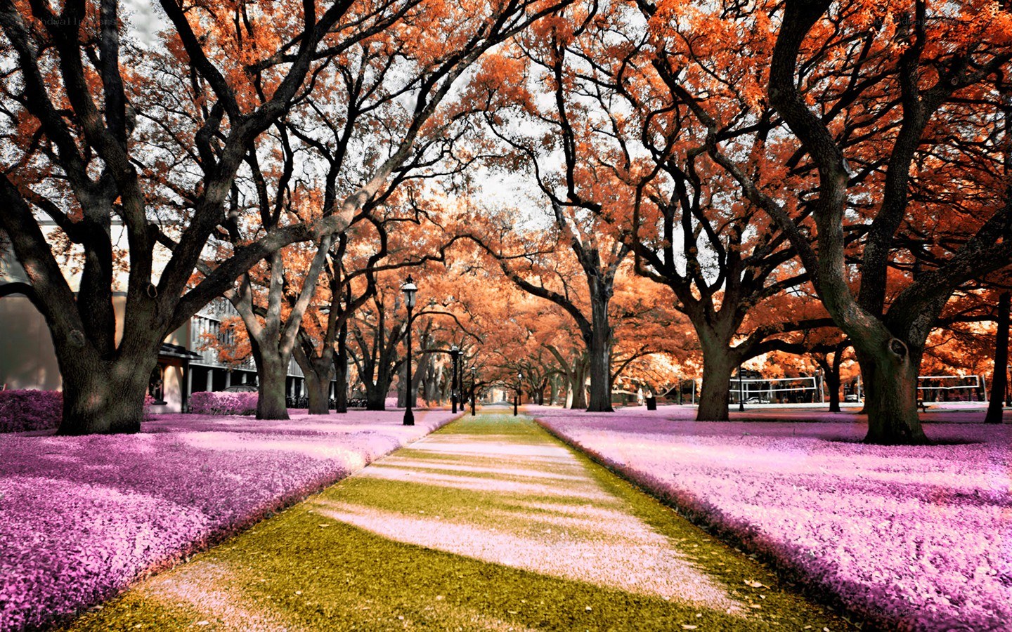Autumn tree-lined pathway