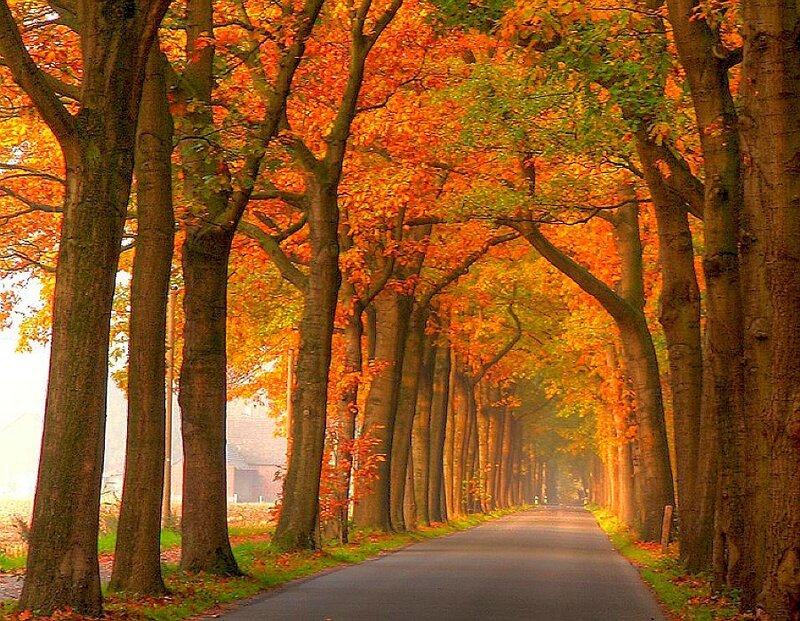 Autumn tree-lined road