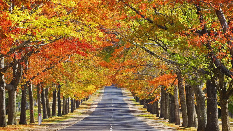Autumn tree-lined road