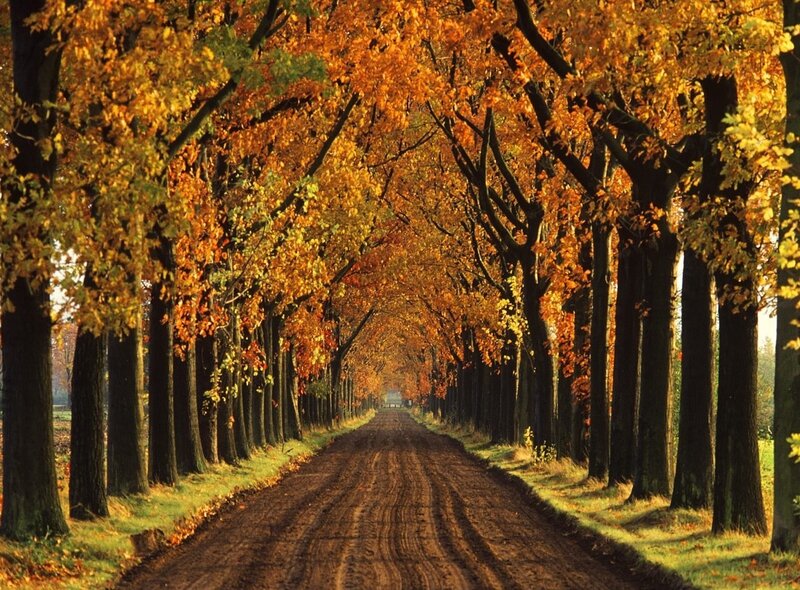 Autumn tree-lined road