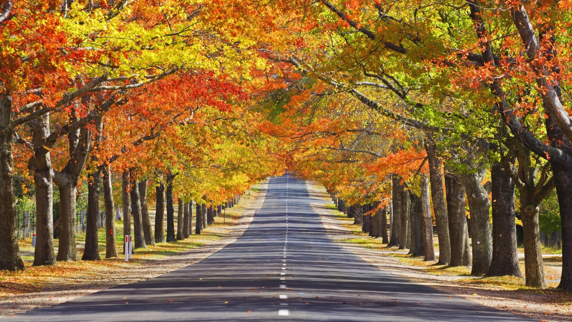 Autumn tree-lined road