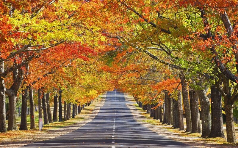 Autumn tree-lined road