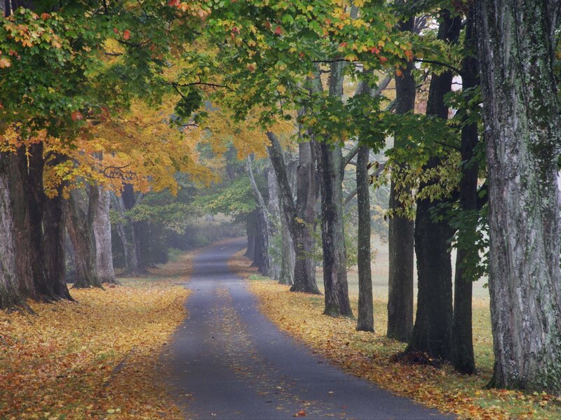 Autumn tree-lined road