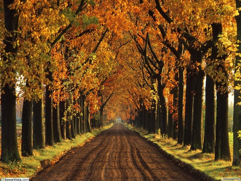 Autumn tree-lined road