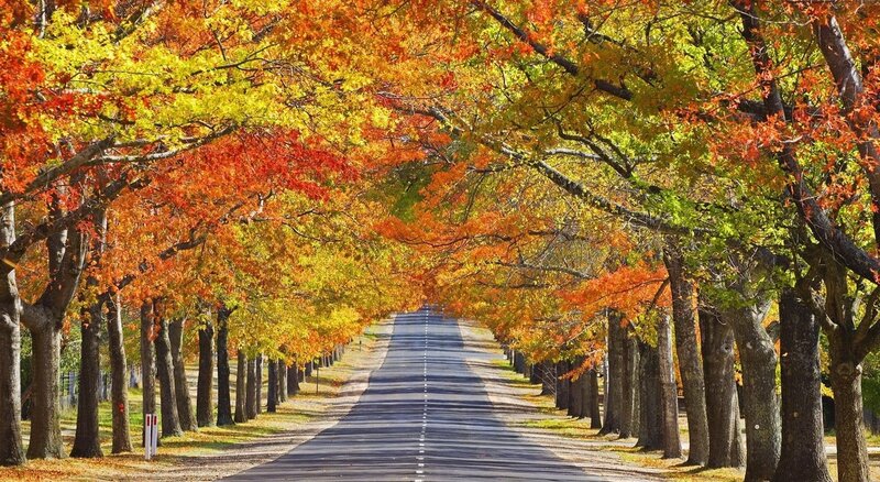Autumn Tree-lined Road — Orange, Serene, Photograph