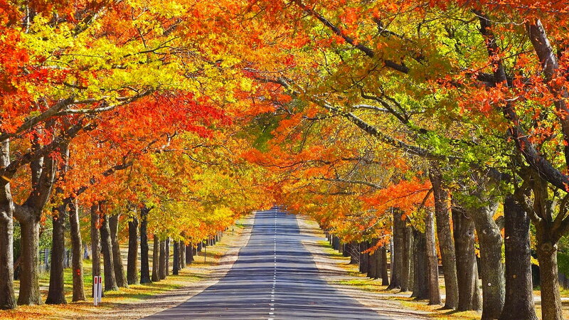 Autumn Tree-lined Road — Orange, Serene, Photograph, Trees, Leaves