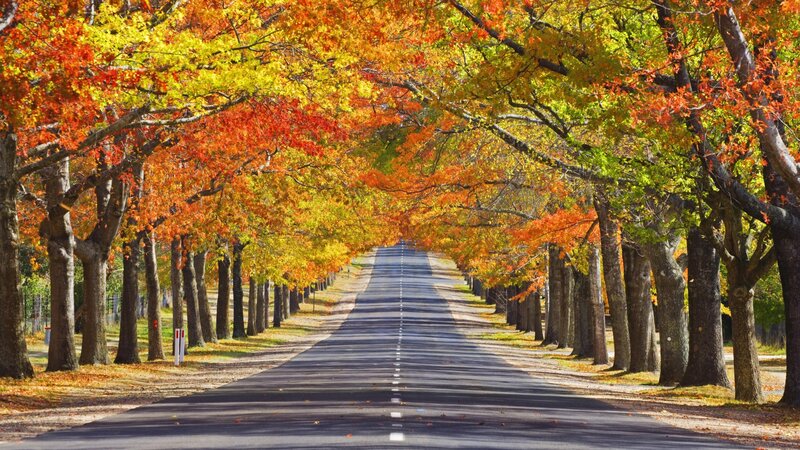 Autumn Tree-lined Road — Orange, Serene, Photograph, Trees, Leaves, Yellow, Green