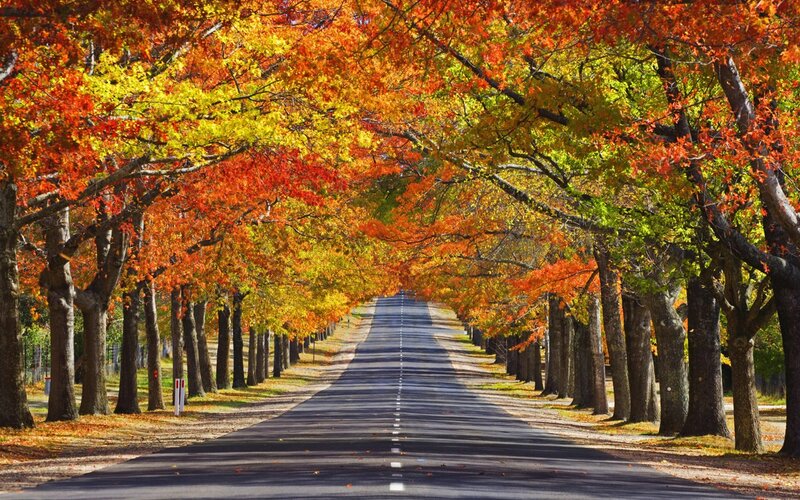 Autumn Tree-lined Road — Orange, Serene, Photograph, Trees