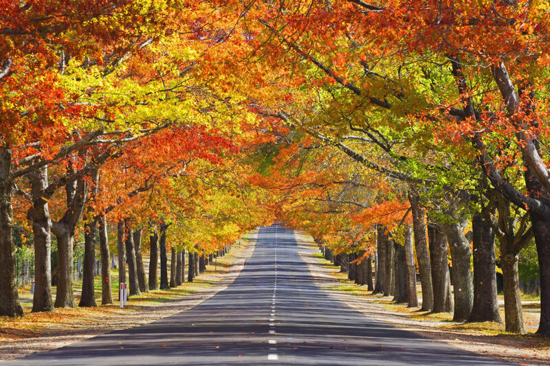 Autumn Tree-lined Road — Orange, Serene