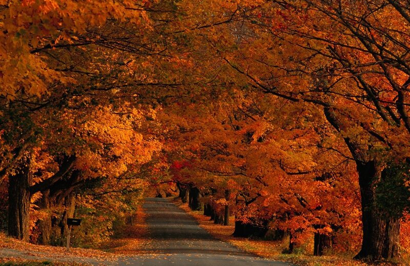 Autumn Tree-lined Road — Orange