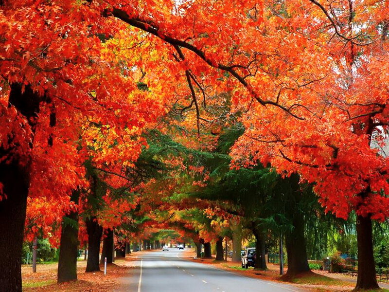 Autumn Tree-lined Road — Red, Serene