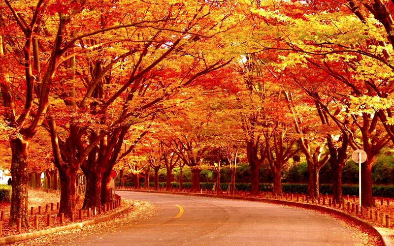 Autumn Tree-lined Road — Red