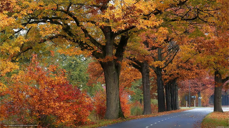 Autumn tree-lined road