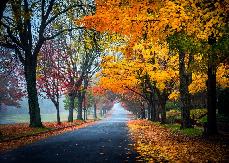 Autumn Tree-lined Road — Yellow, Serene