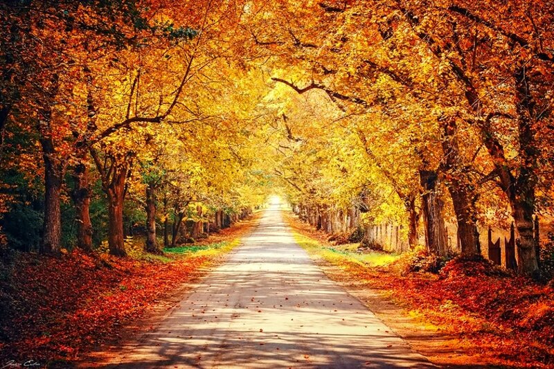 Autumn Tree-lined Road — Yellow