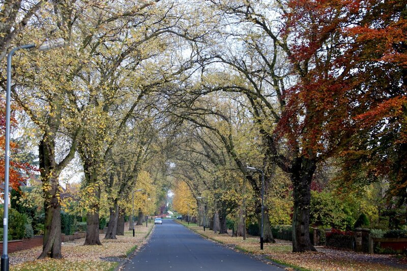 Autumn tree-lined street