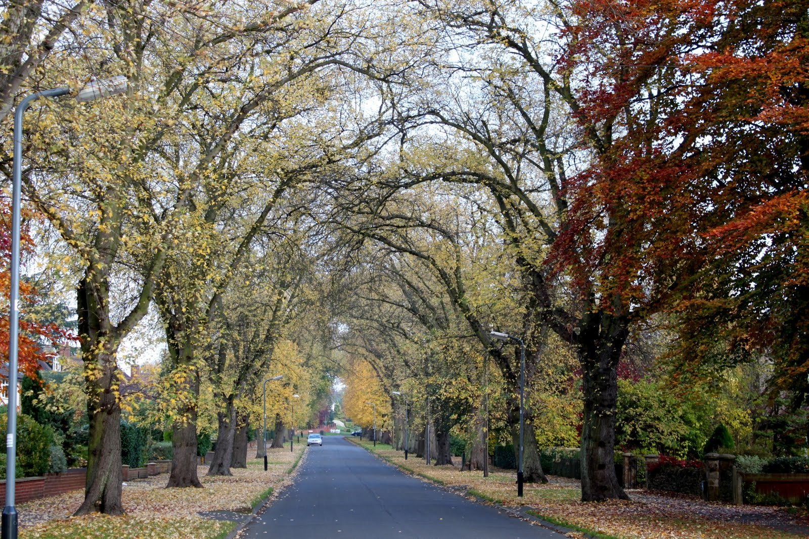 Autumn tree-lined street