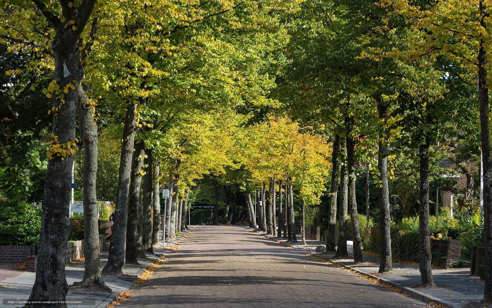 Autumn tree-lined street