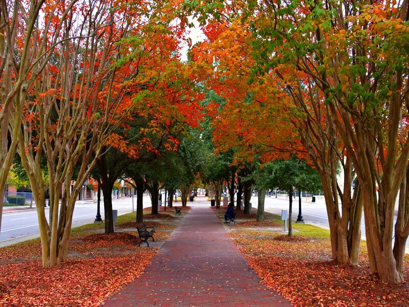 Autumn tree-lined walkway