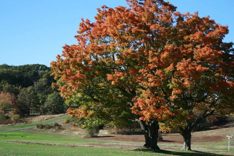 Autumn tree on a golf course