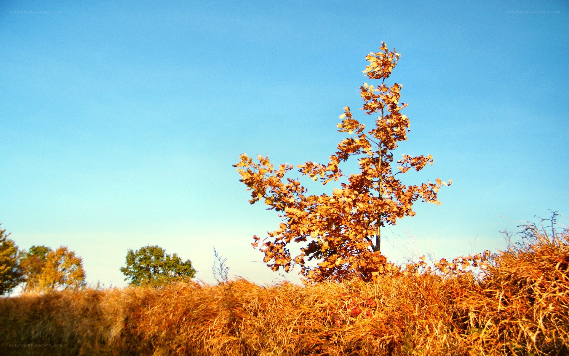 Autumn tree on a hill