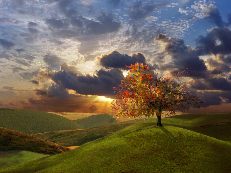 Autumn tree on a hill