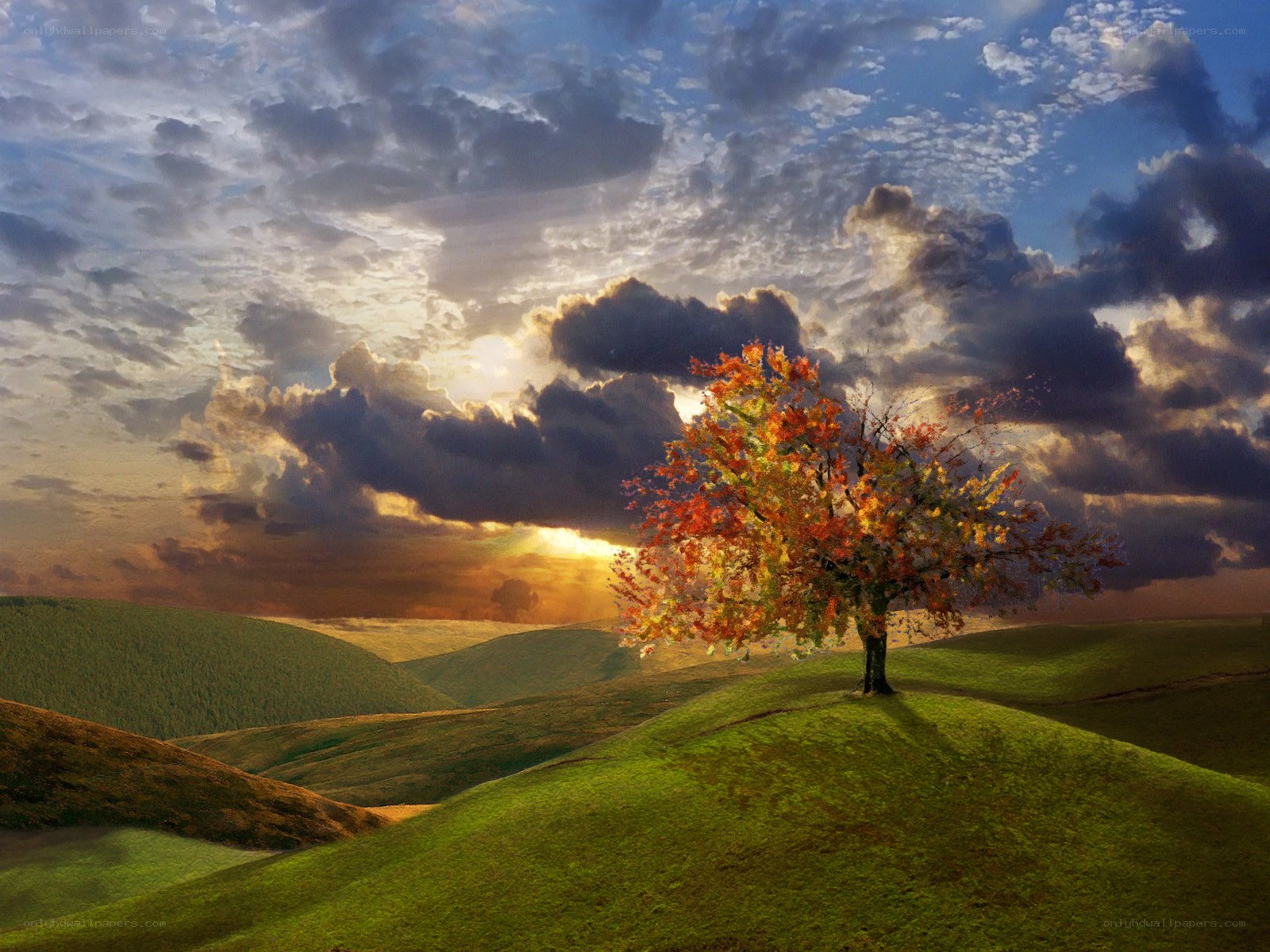 Autumn tree on a hill