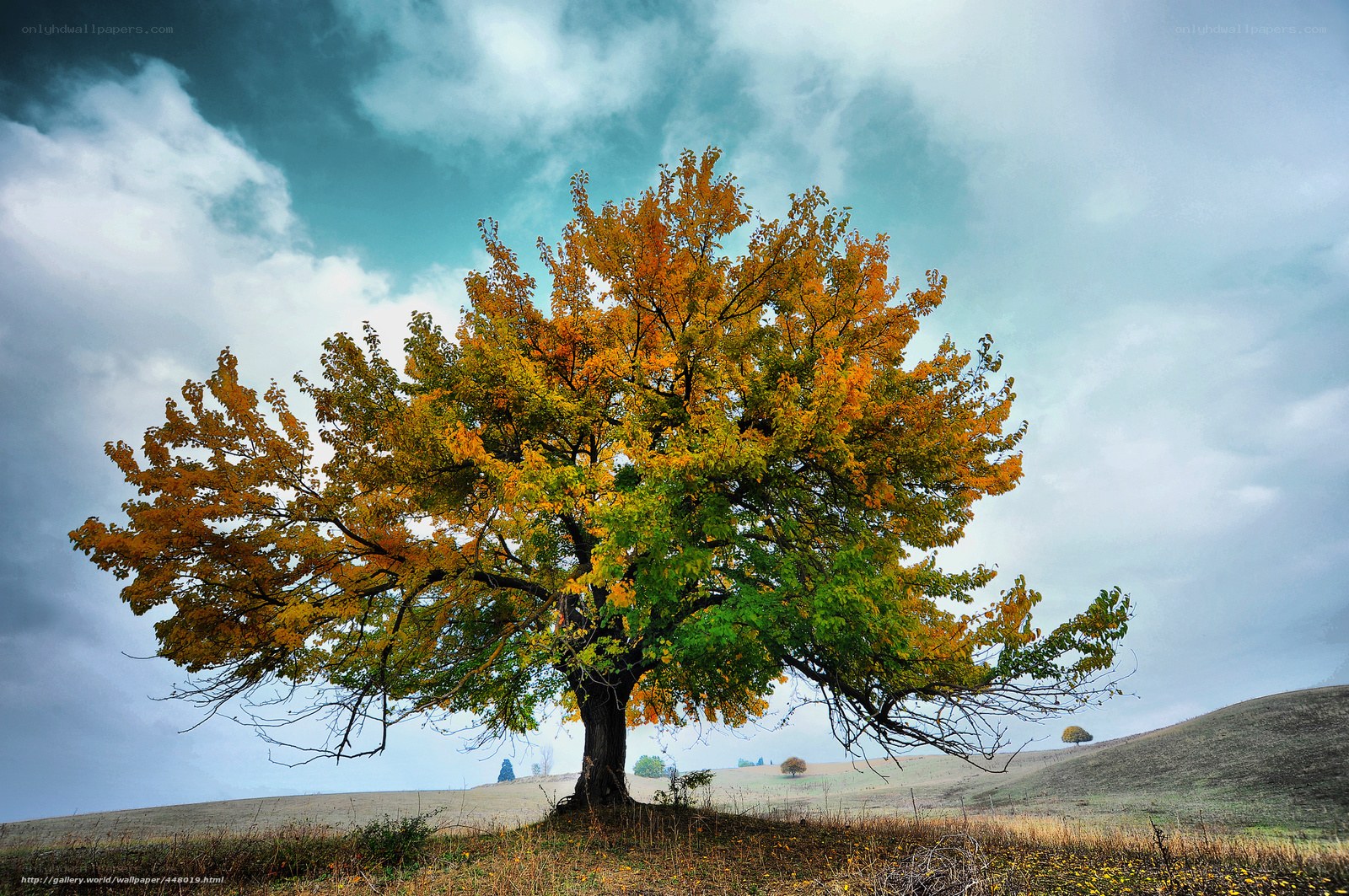 Autumn tree on a hill
