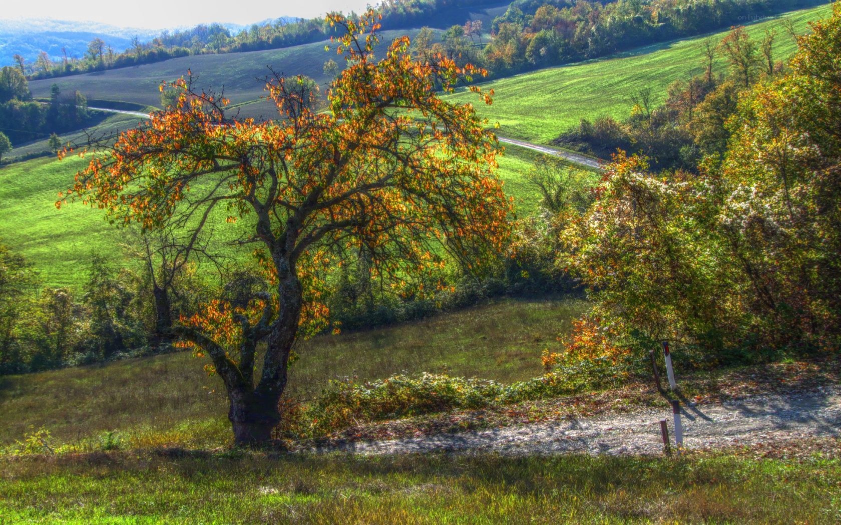 Autumn tree on a hillside