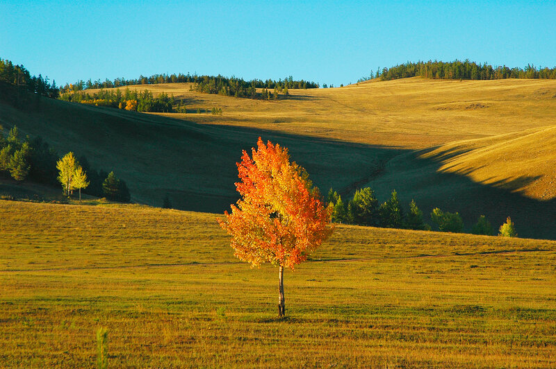 Autumn tree on a hillside