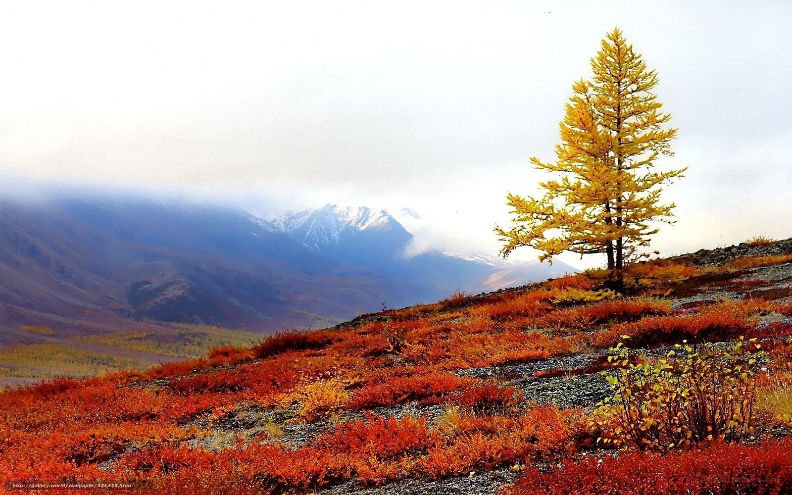 Autumn tree on a mountain slope
