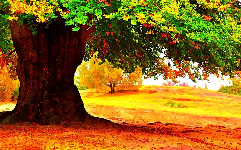 Autumn tree on a sunny day
