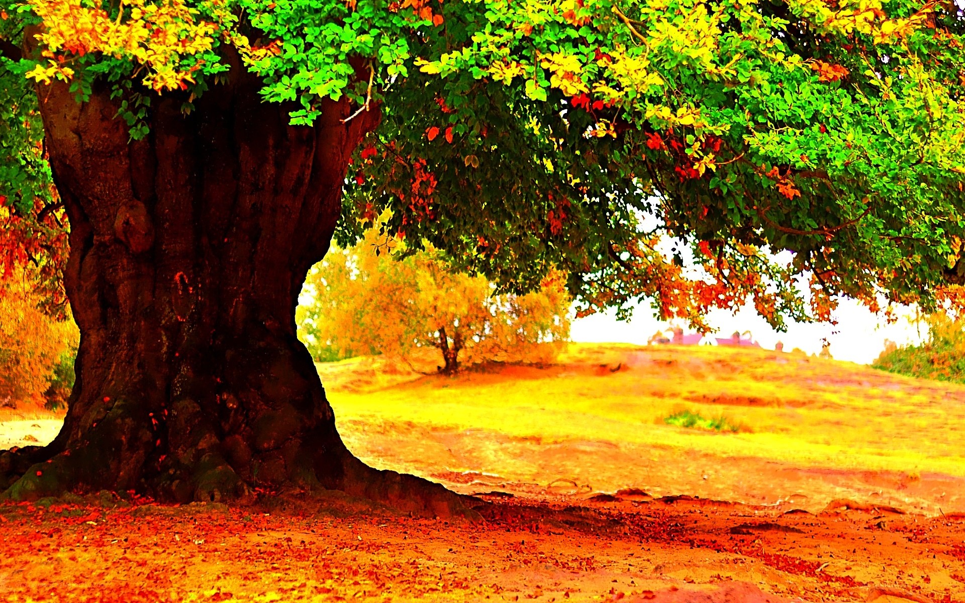 Autumn tree on a sunny day