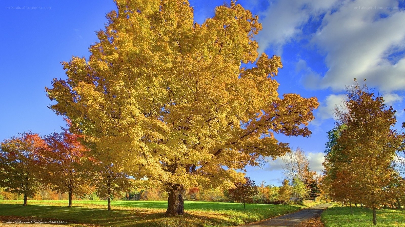 Autumn tree on a sunny day