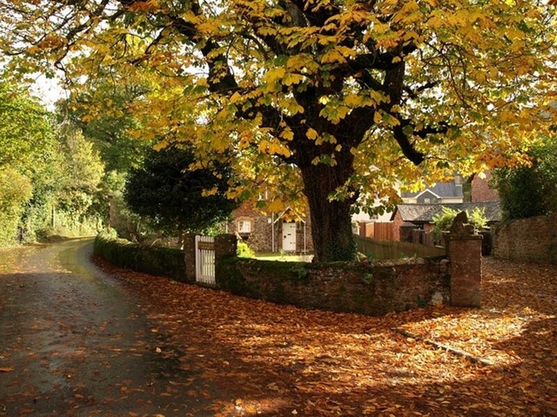 Autumn tree on a village road