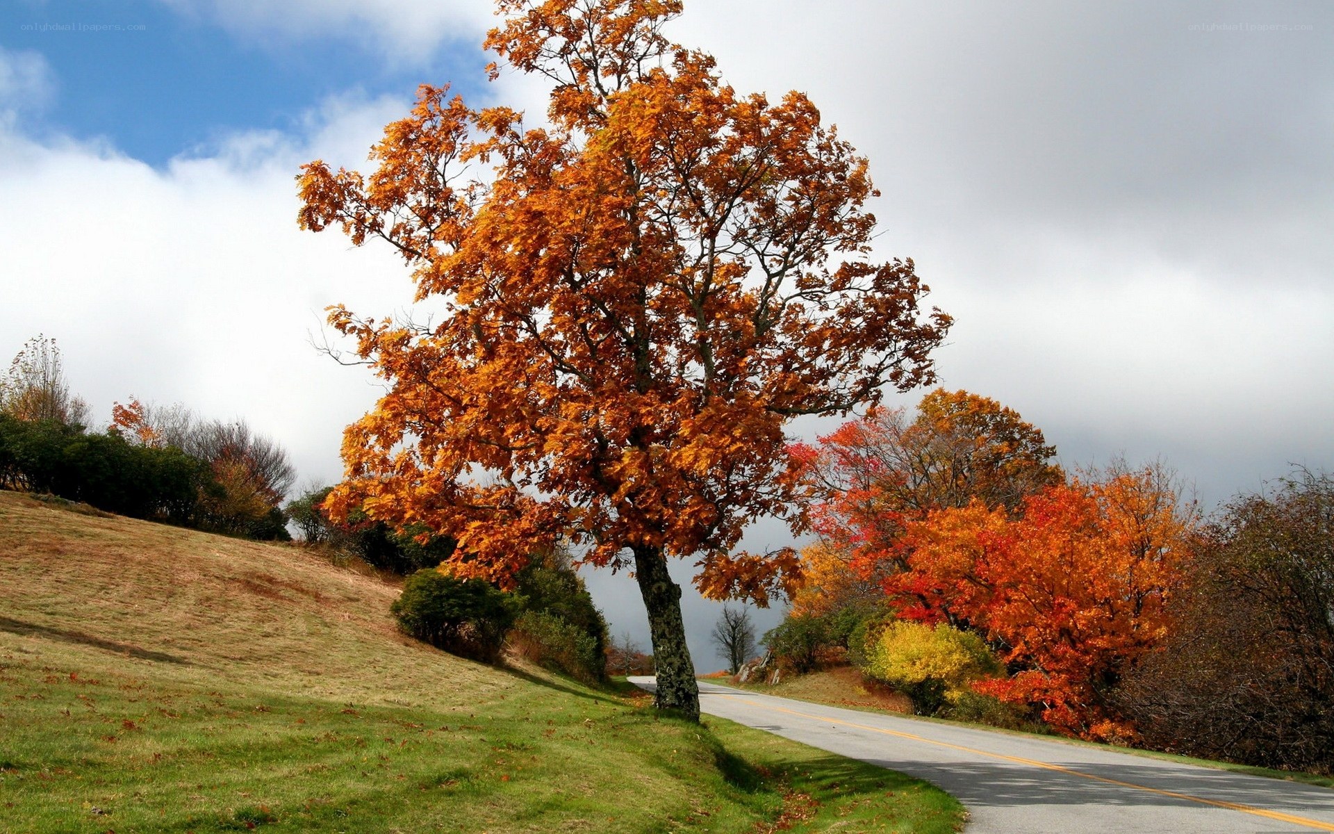Autumn tree on a winding road