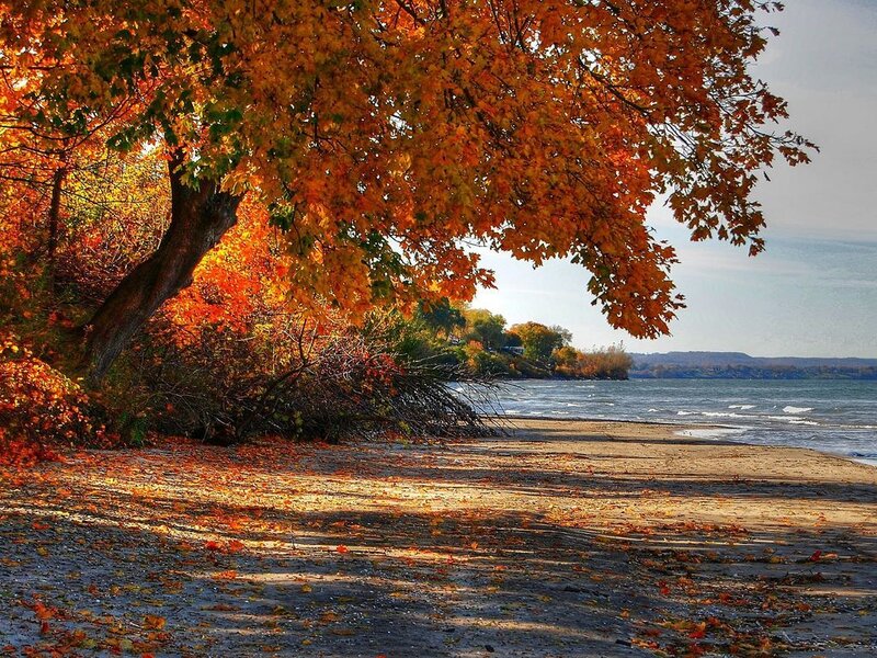 Autumn Tree on Beach