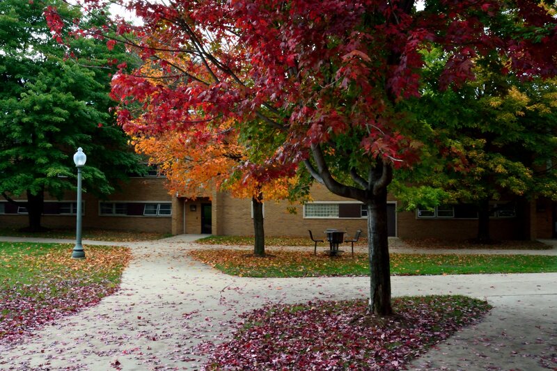 Autumn Tree on Campus