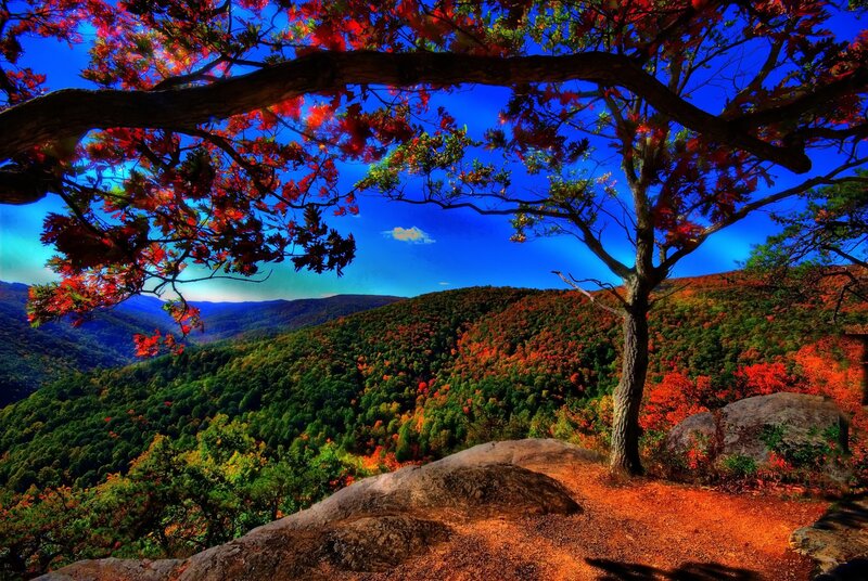 Autumn Tree on Cliff — Red