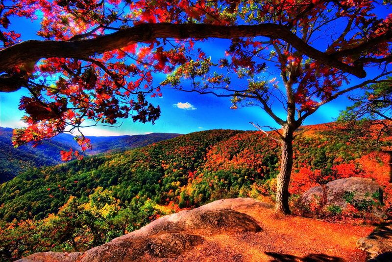 Autumn Tree on Cliff