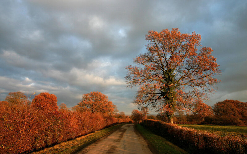 Autumn Tree on Country Road — Orange