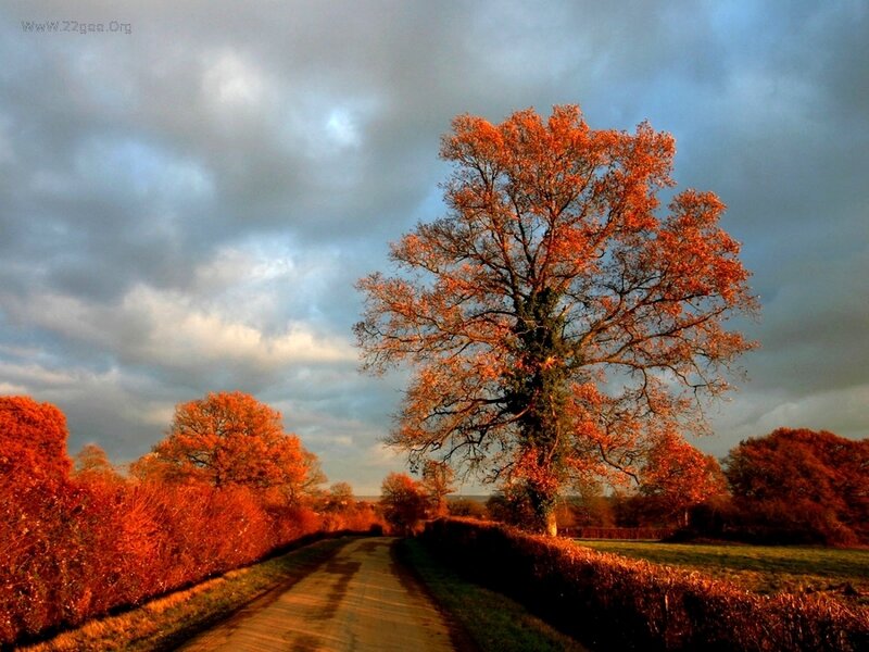 Autumn Tree on Country Road