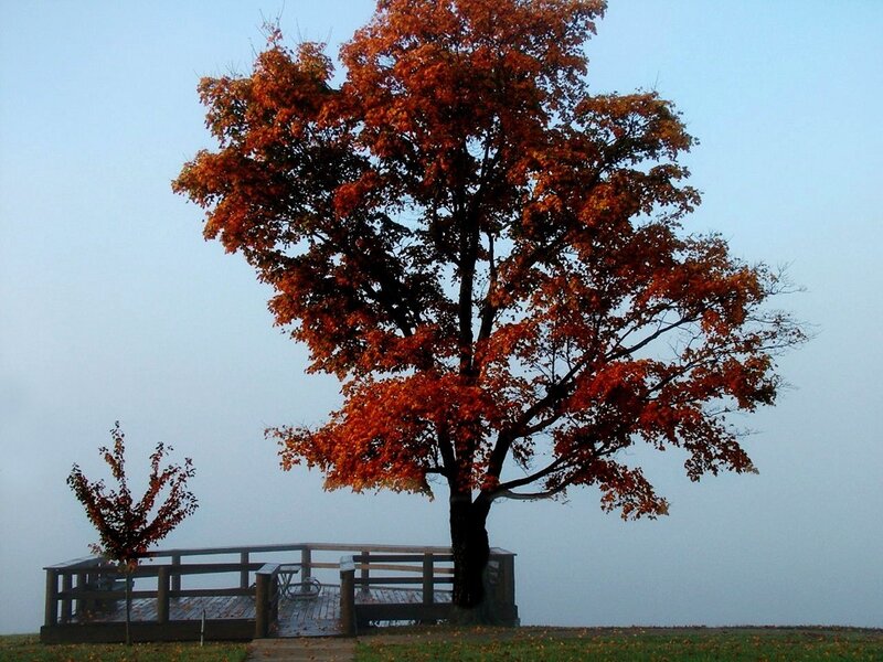 Autumn Tree on Deck