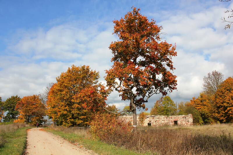 Autumn Tree on Dirt Path