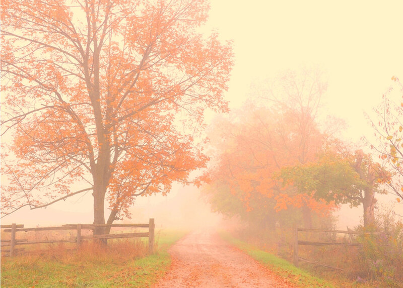 Autumn Tree on Dirt Road — Orange