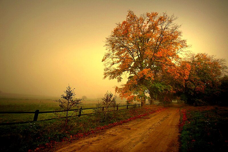 Autumn Tree on Dirt Road