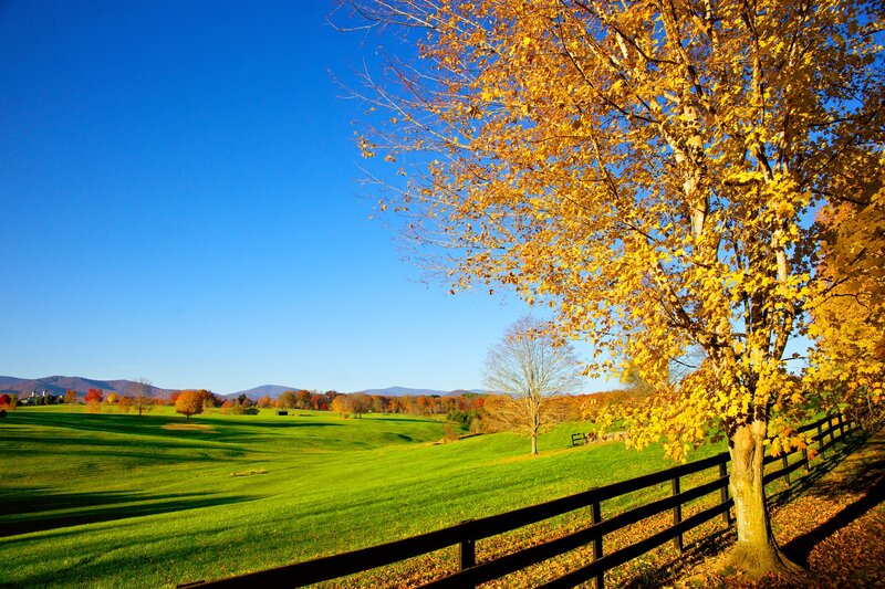 Autumn Tree on Golf Course