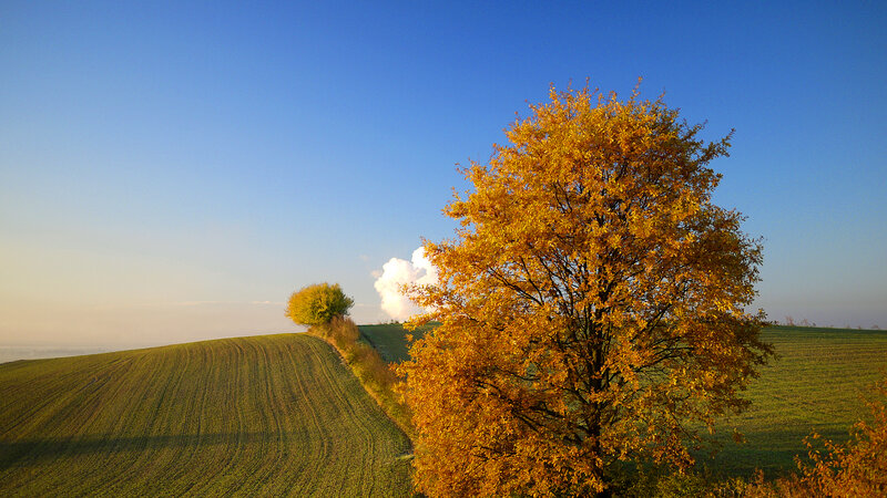 Autumn Tree on Hill — Blue, Serene, Photograph, Field